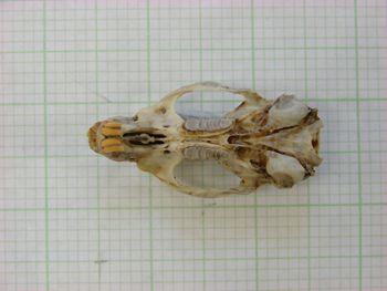 Media type: image;   Mammalogy 31271